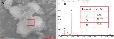 Combined Silicon-Phosphorus Fertilization Affects the Biomass and Phytolith Stock of Rice Plants